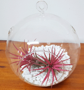 צמח אוויר בכדור זכוכית