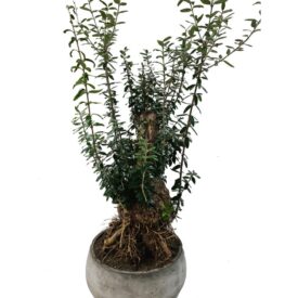 עץ זית גדול בכלי מיוחד
