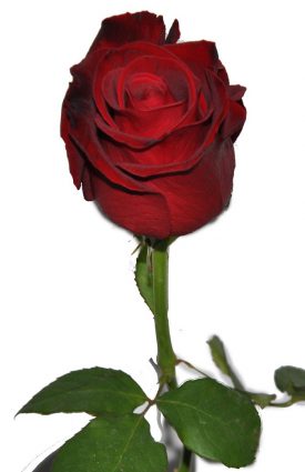 ורד lovely red