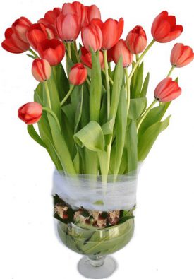 סידור פרחים red tulip