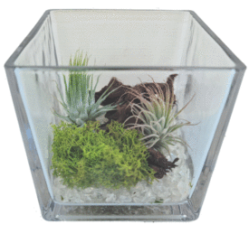 צמחי אוויר בכלי זכוכית מרובע