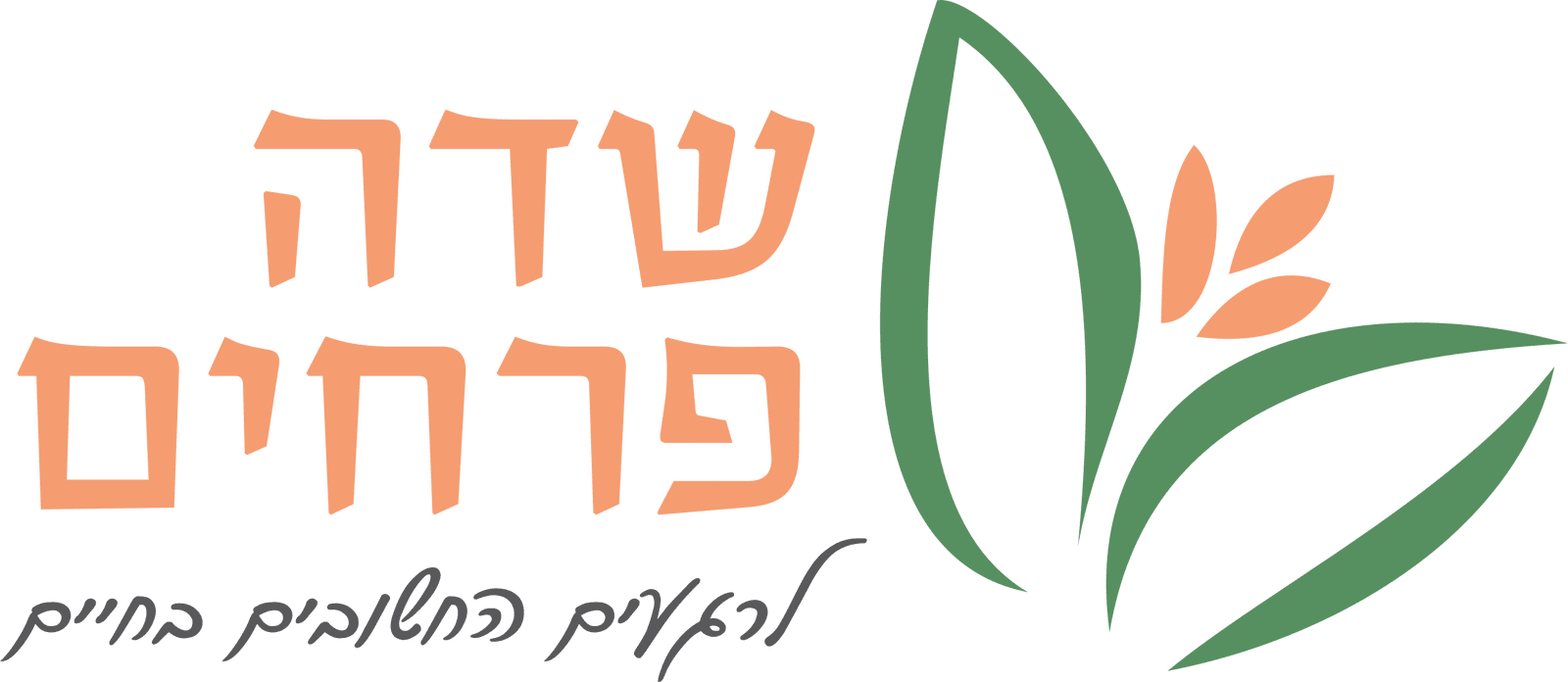 שדה פרחים