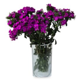 חבילת ברבטוס – 10 ענפים חבילת ברבטוס – 10 ענפים