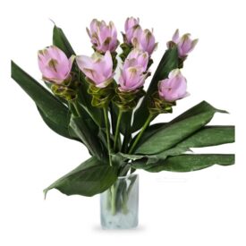 חבילת קורקומה – 10 ענפים חבילת קורקומה – 10 ענפים