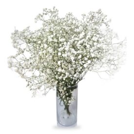 חבילת גיפסנית – 10 ענפים חבילת גיפסנית – 10 ענפים