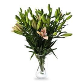 חבילת ליליות – 10 ענפים חבילת ליליות – 10 ענפים